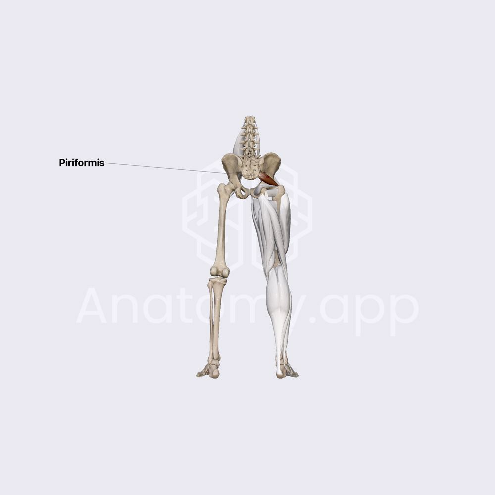 Piriformis muscle
