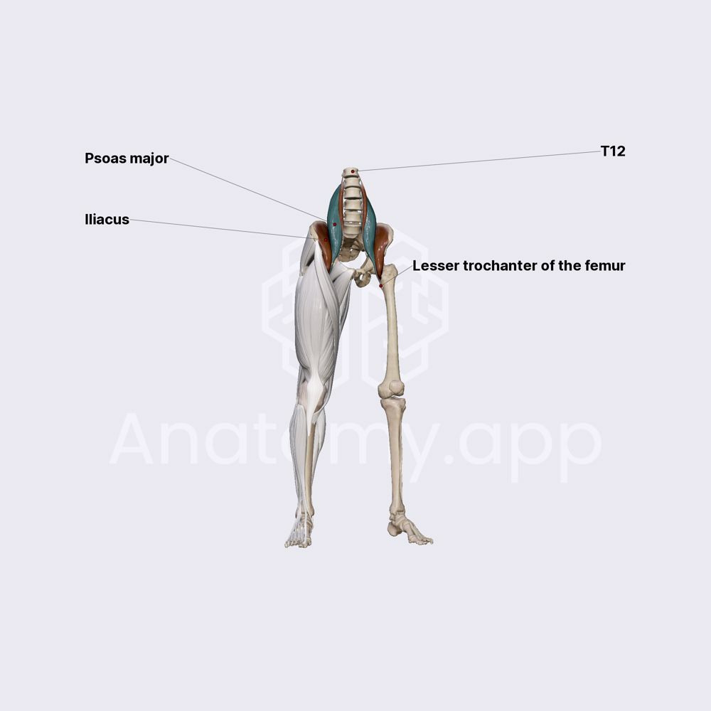 Psoas major muscle