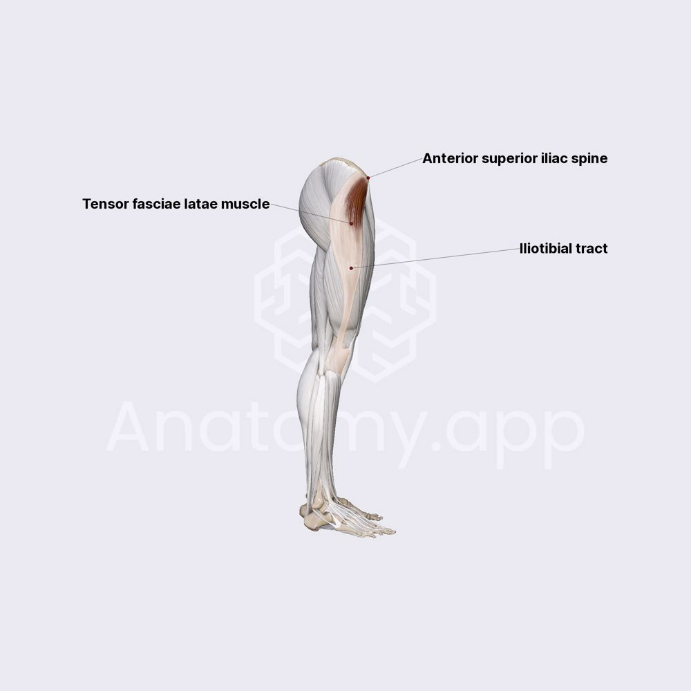 Tensor fasciae latae muscle (TFL)