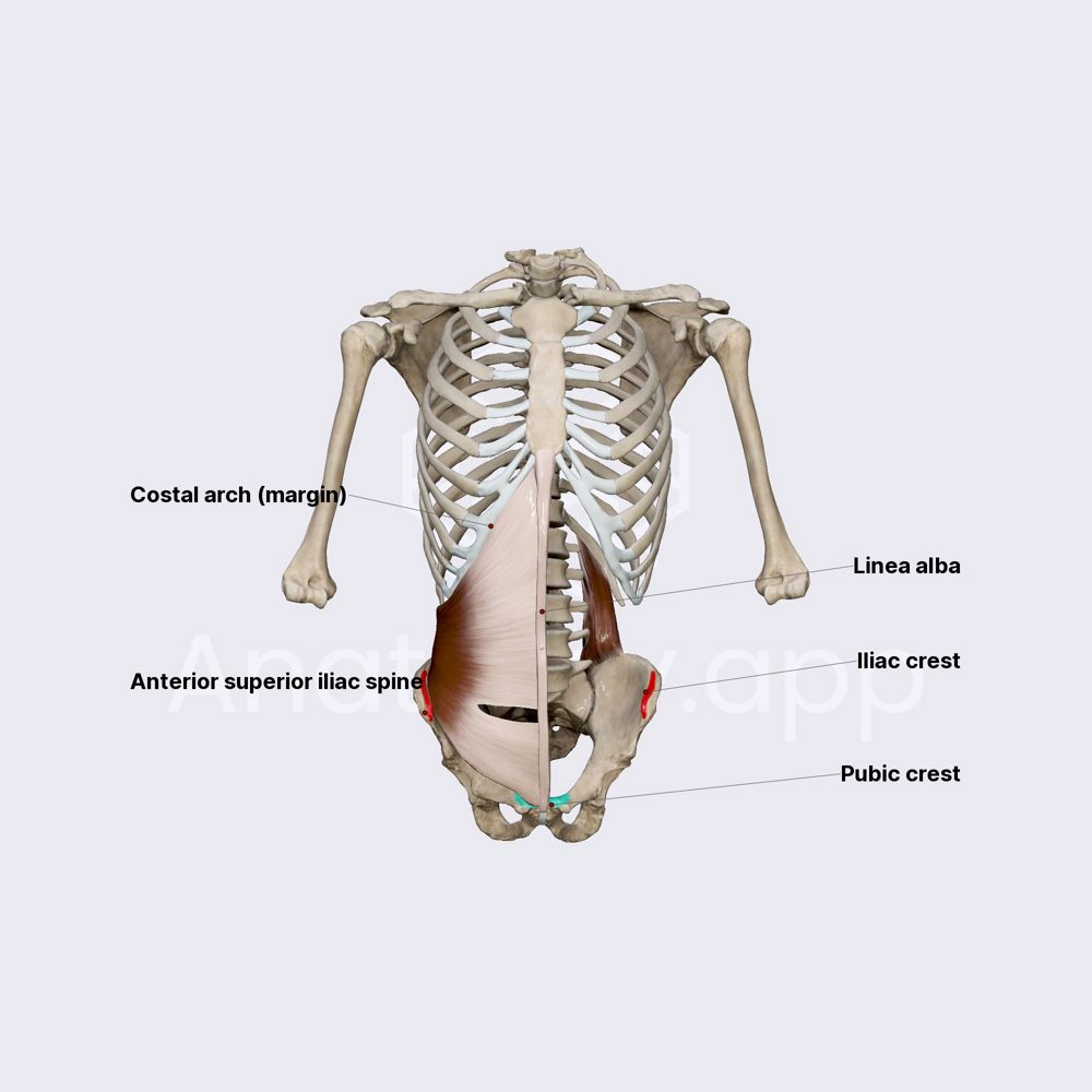Transversus abdominis muscle