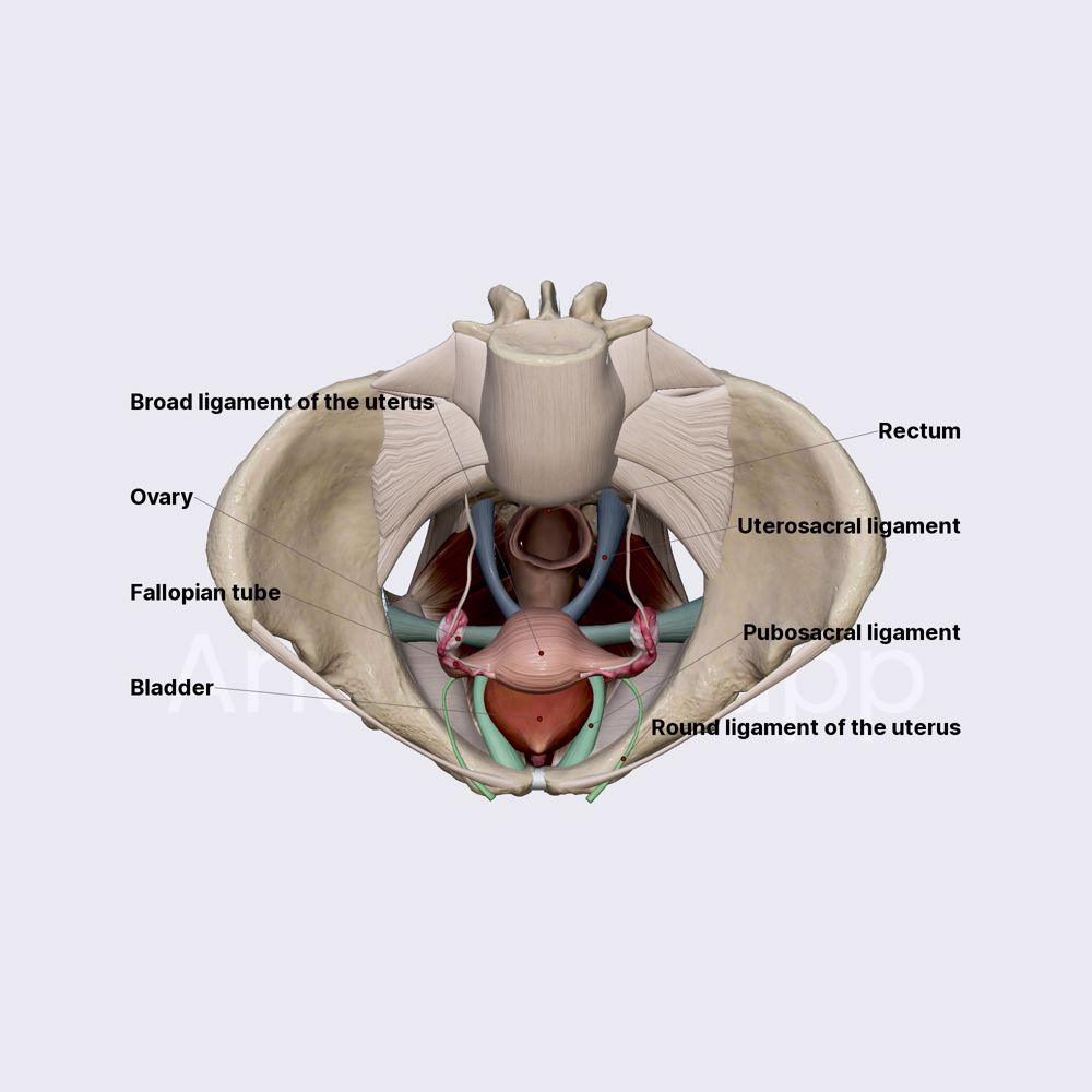 Ligaments of uterus