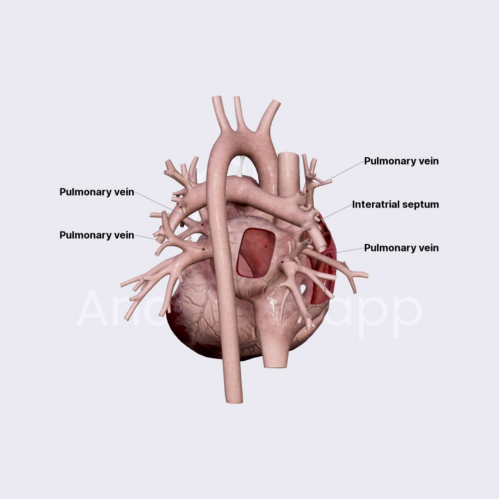 Left atrium (LA)