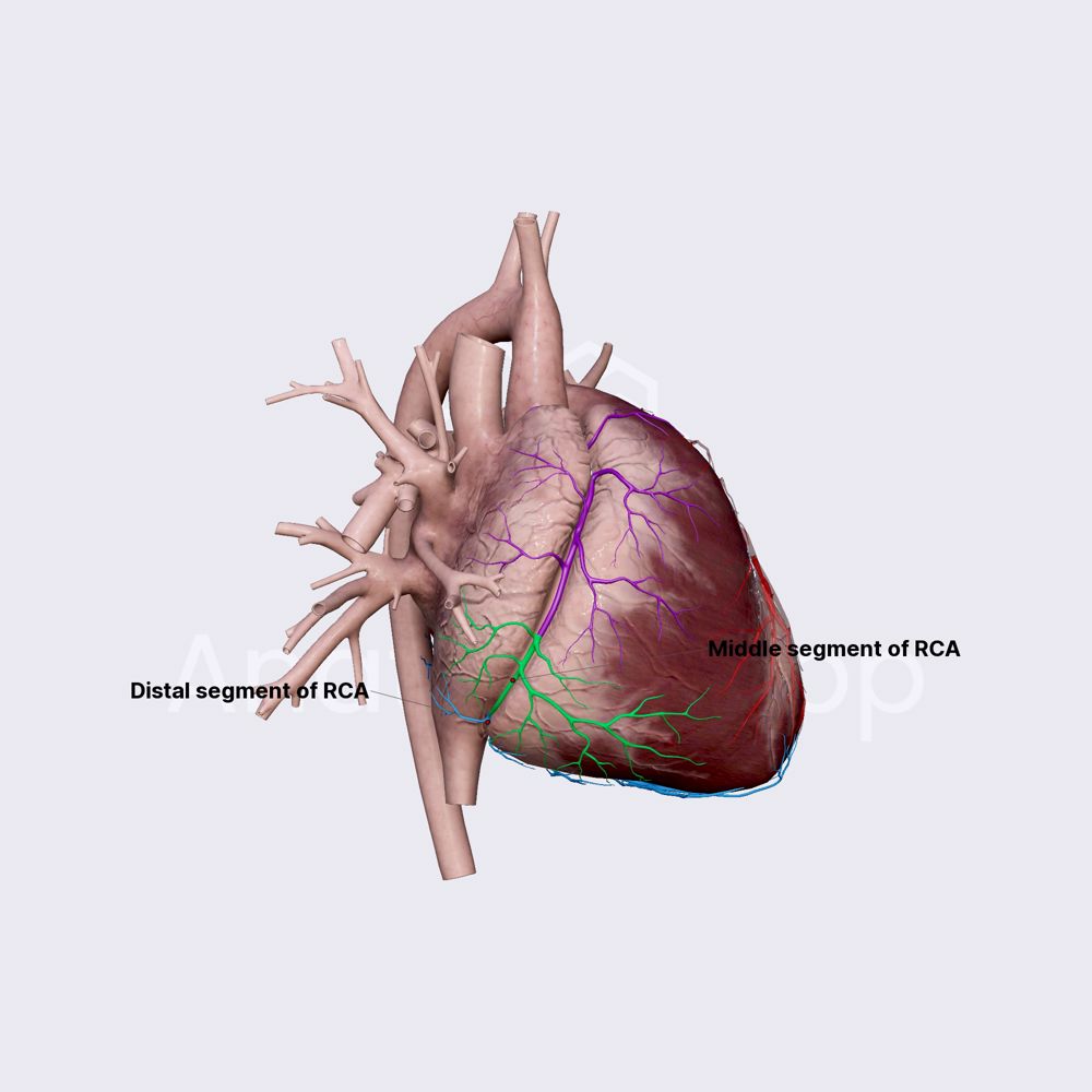 Branches of right coronary artery
