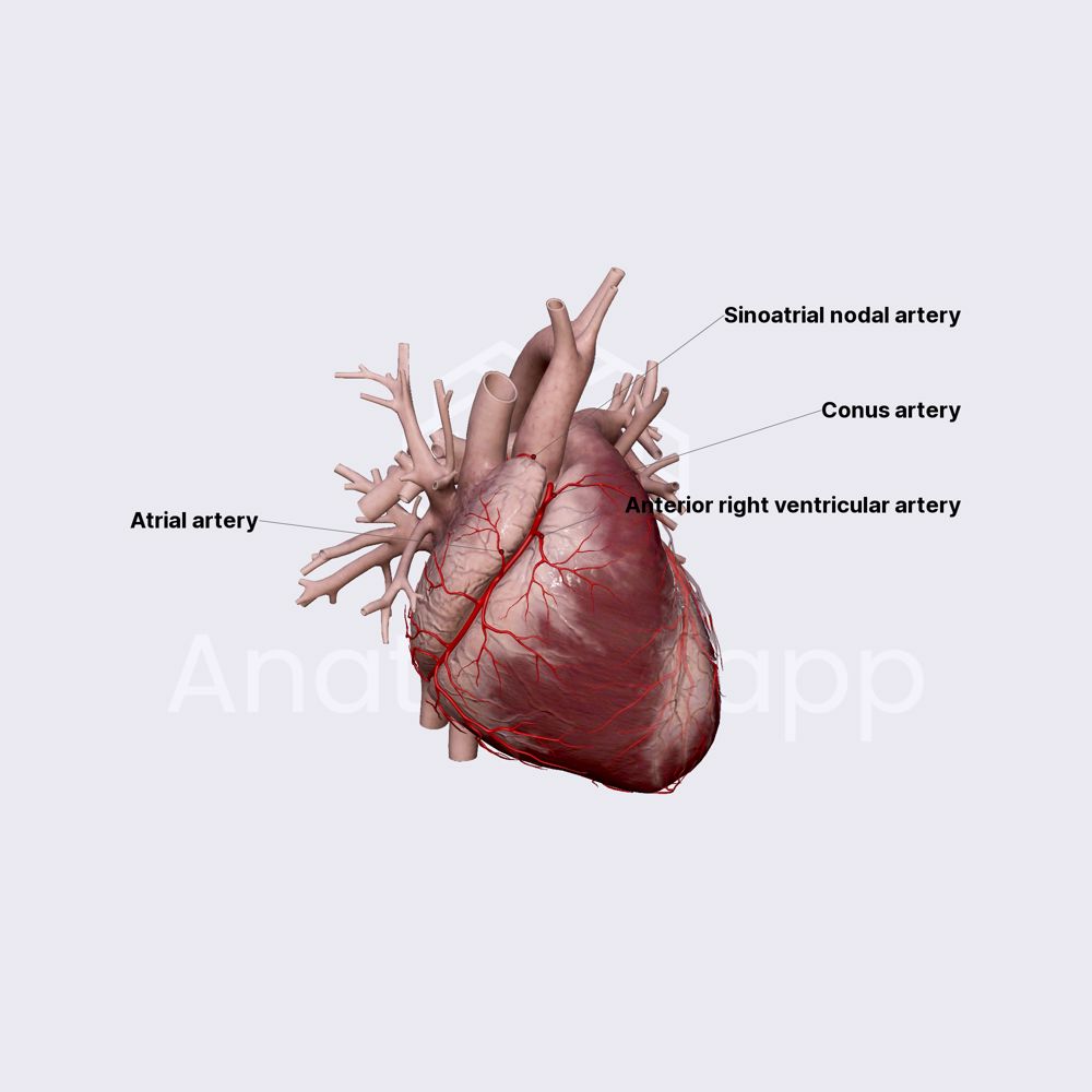 Branches of proximal segment of RCA