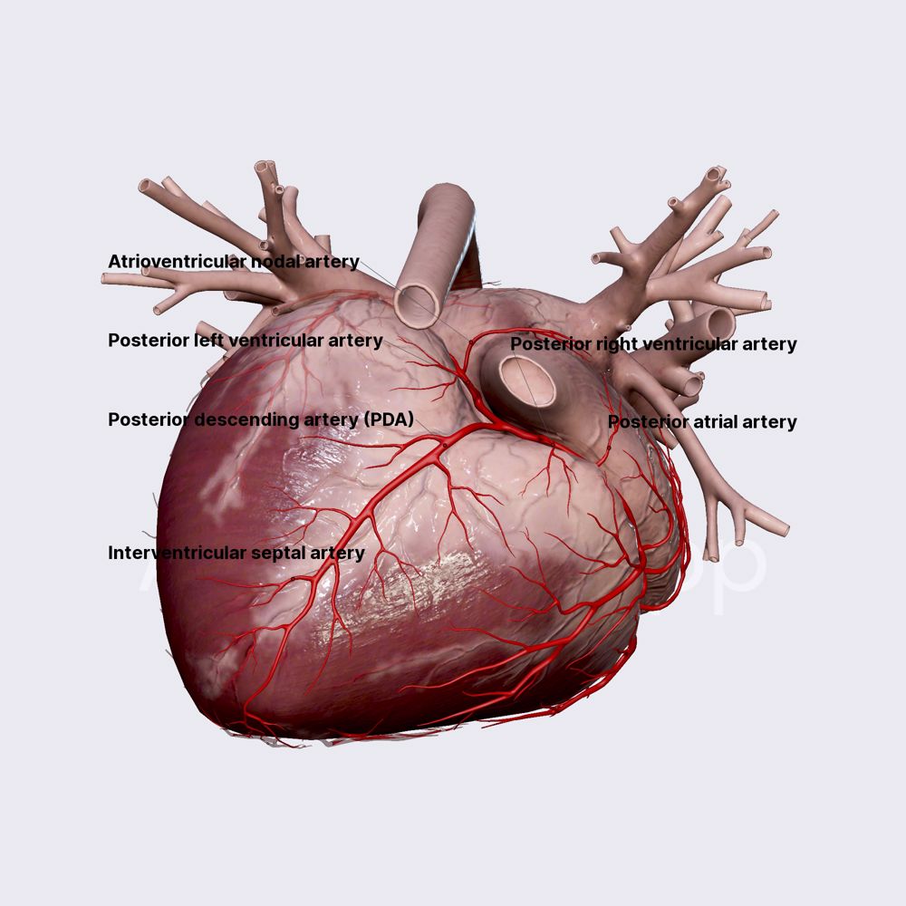 Branches of distal segment of RCA