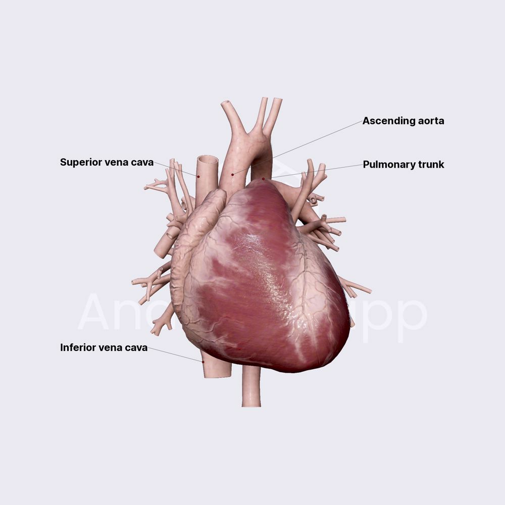 Great vessels of heart