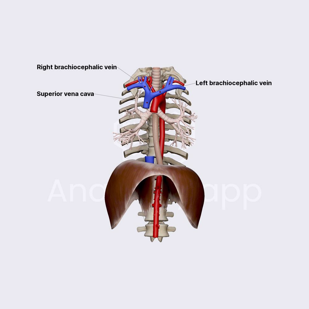 Superior vena cava (SVC)