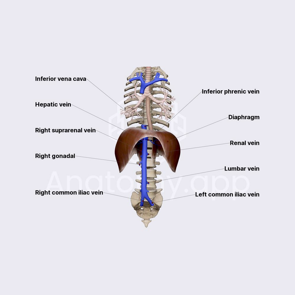 Inferior vena cava (IVC)