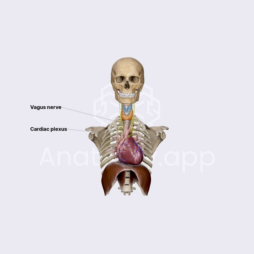 Neurovascular supply of heart
