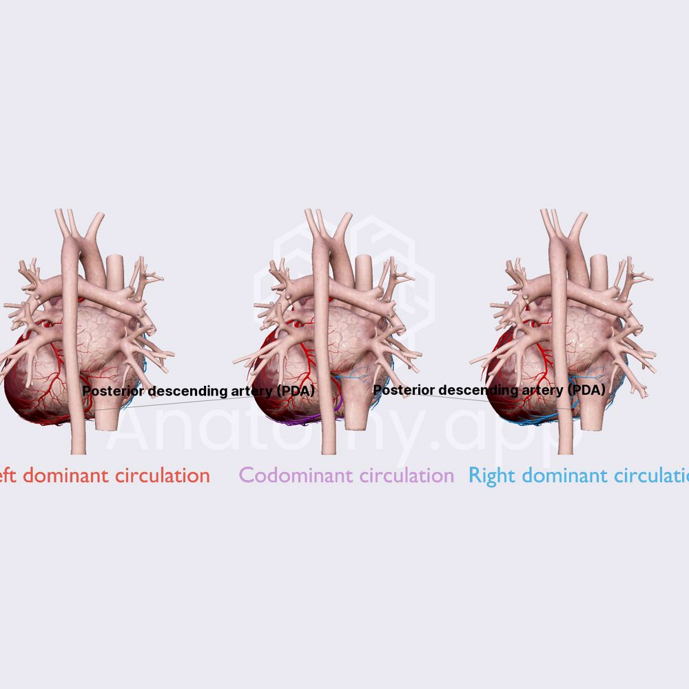 Coronary artery dominance