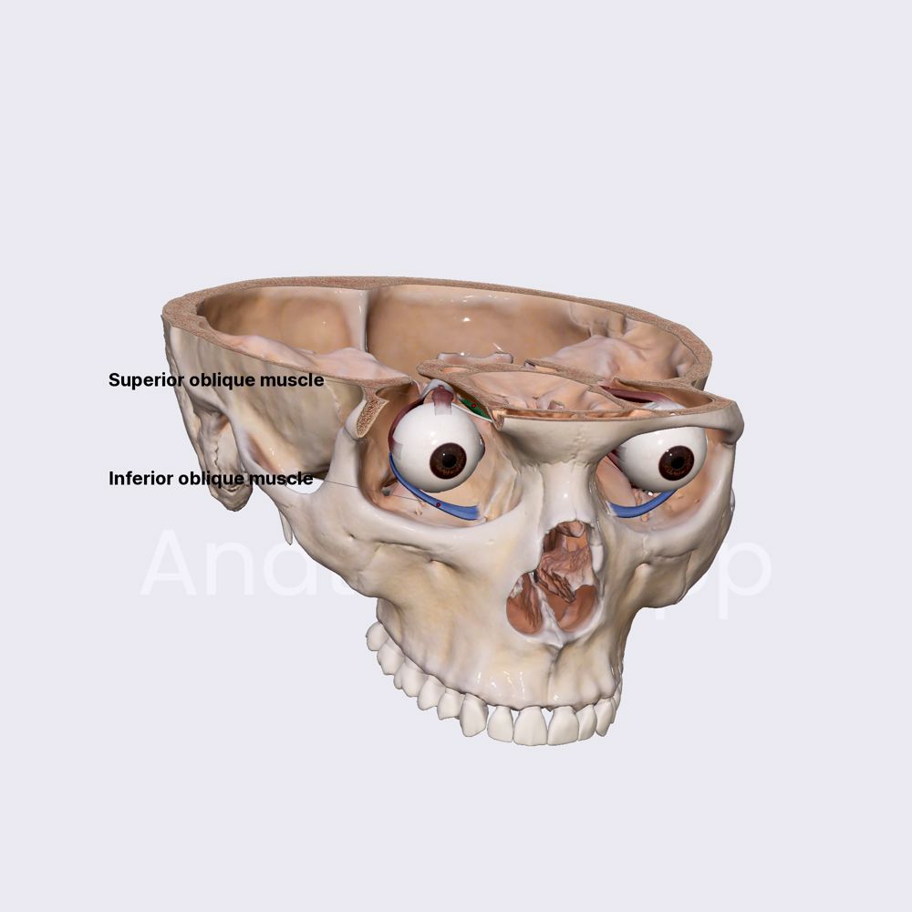 Oblique extraocular muscles