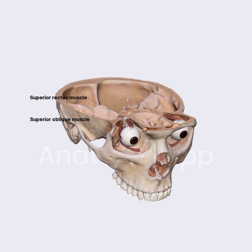 Superior oblique muscle