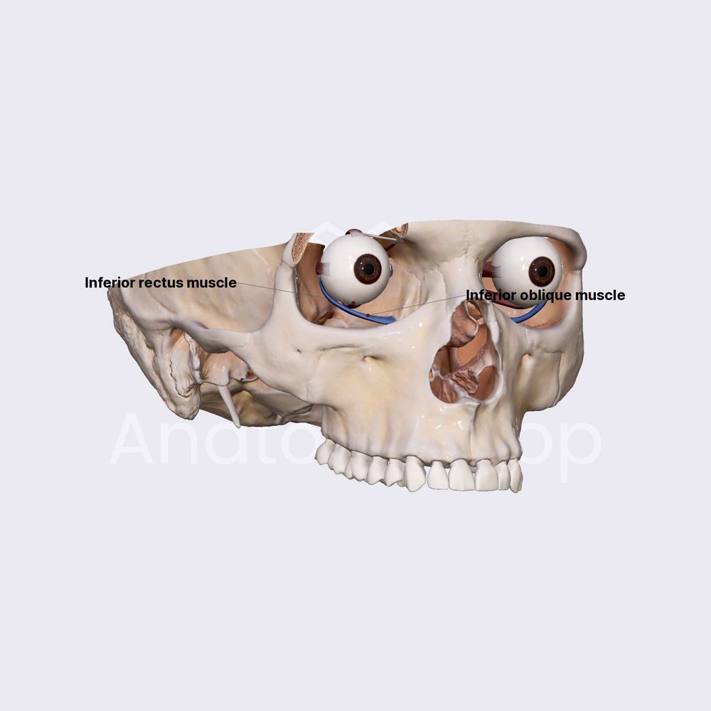 Inferior oblique muscle