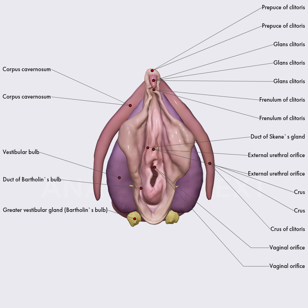 Vestibular bulbs, greater and lesser vestibular glands