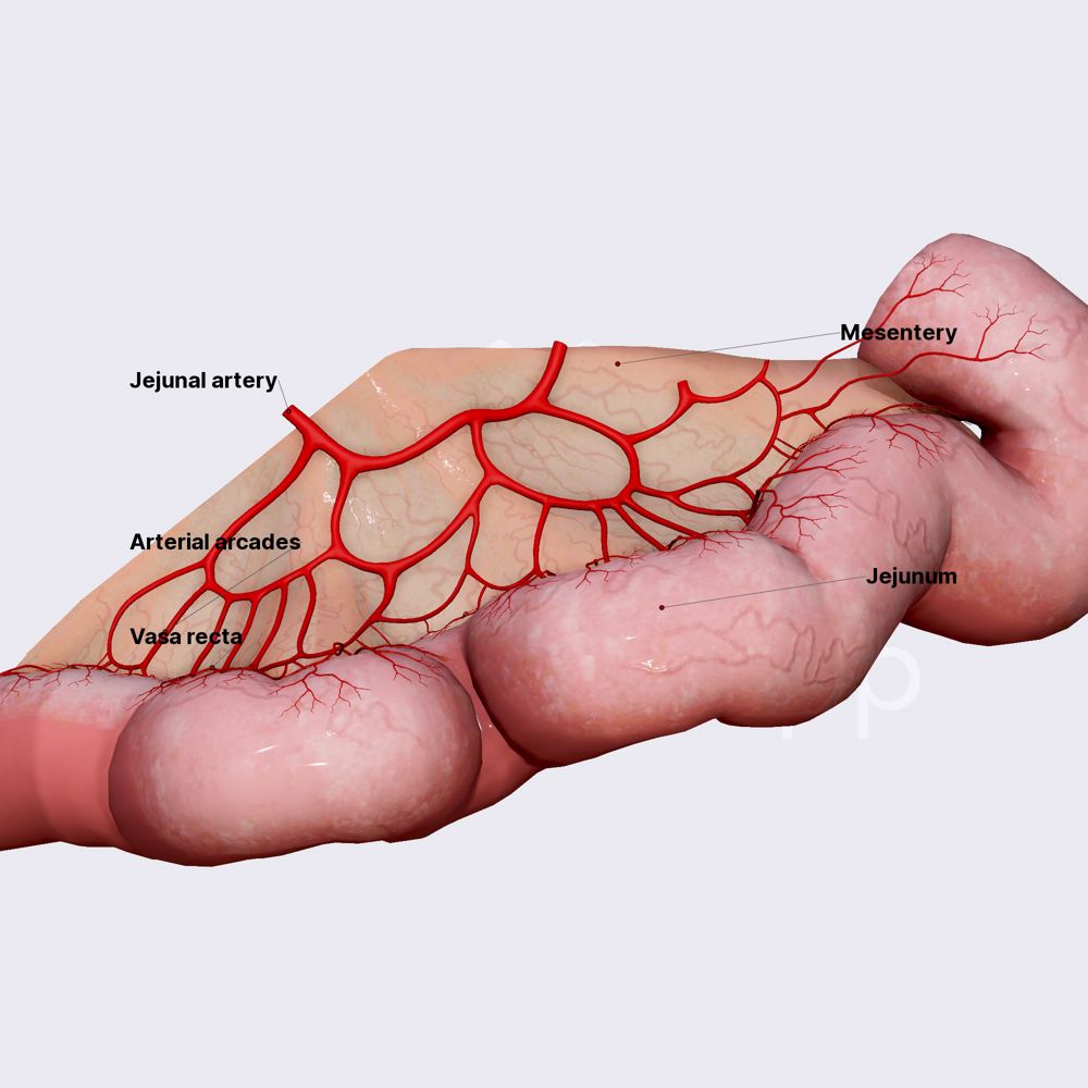 Vasa recta of jejunum