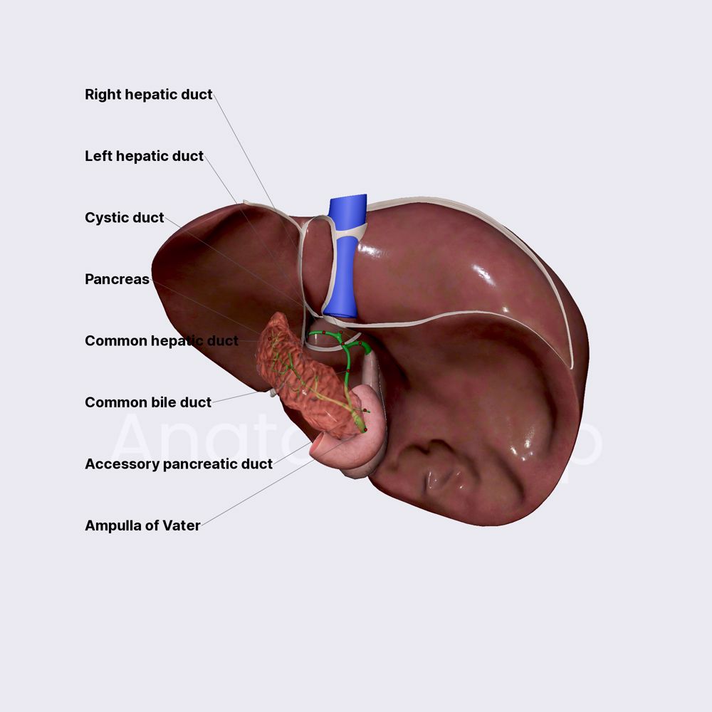 Extrahepatic biliary tree