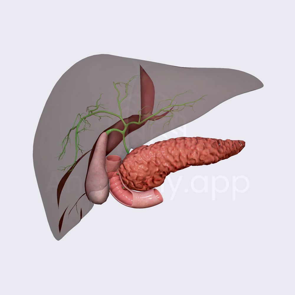 Intrahepatic biliary tree