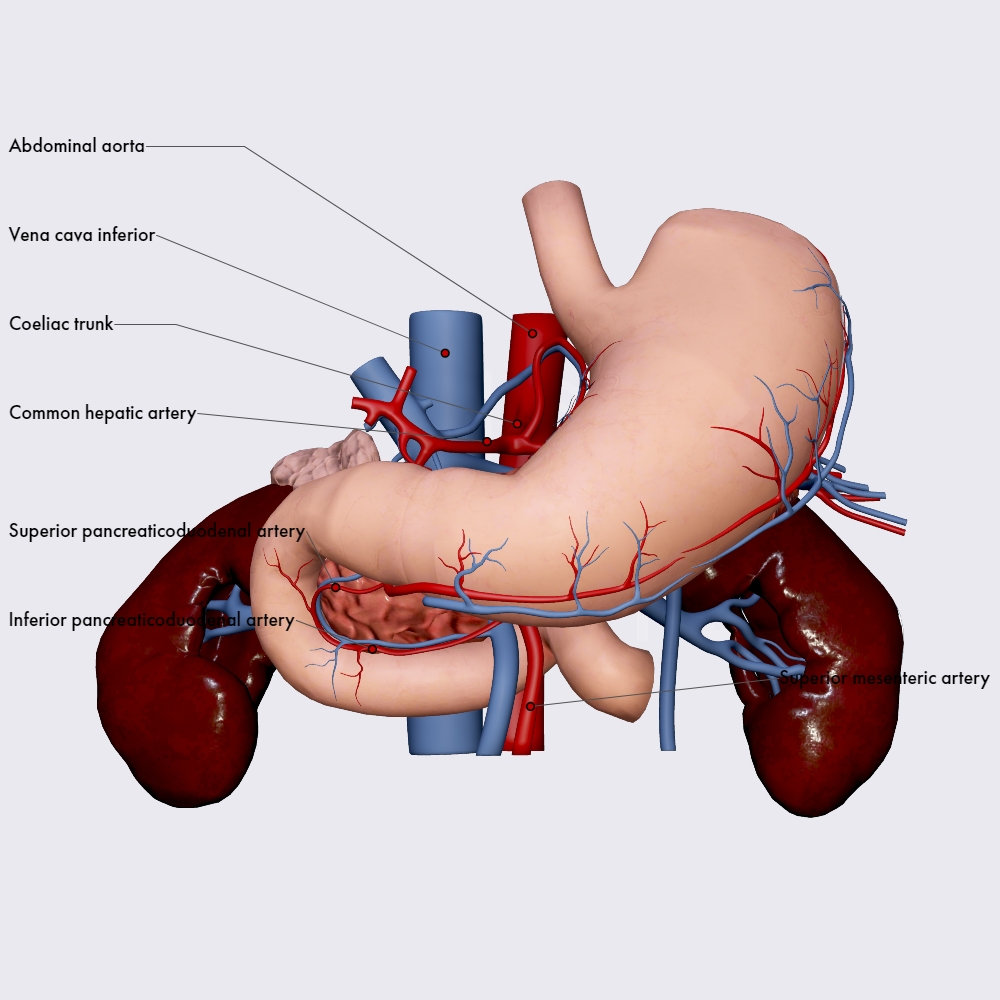 Blood supply of the duodenum