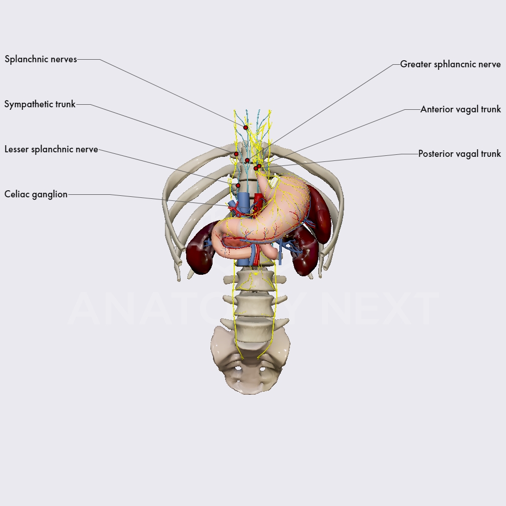 Innervation of the duodenum