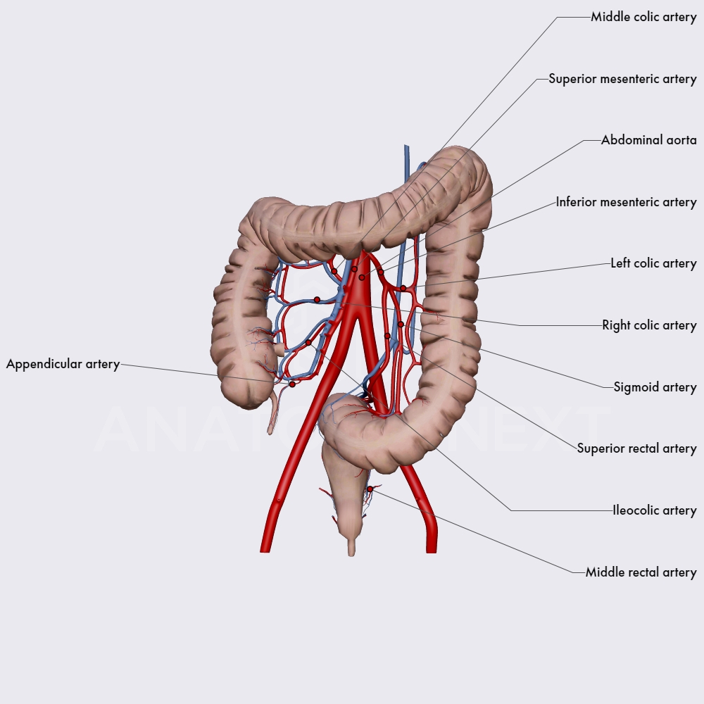 Blood supply of the large intestine