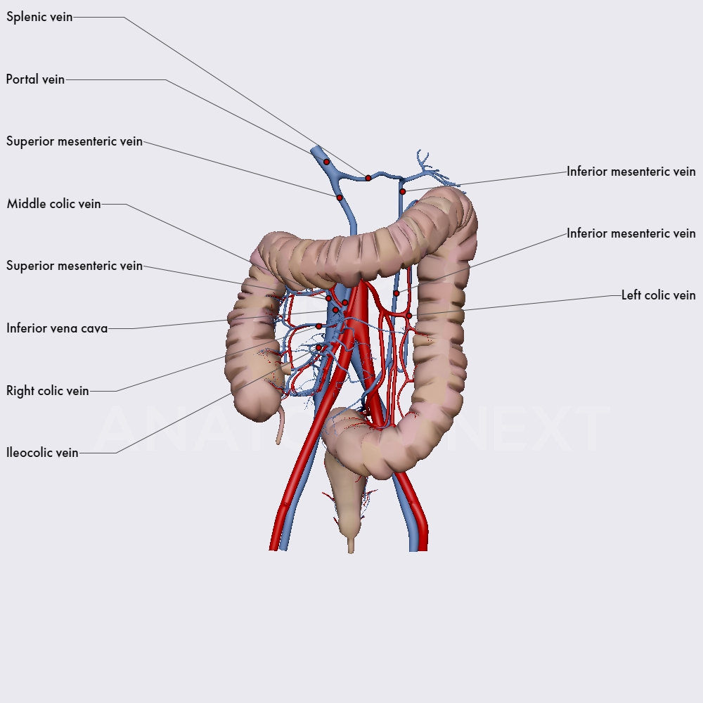 Venous drainage of the intestines
