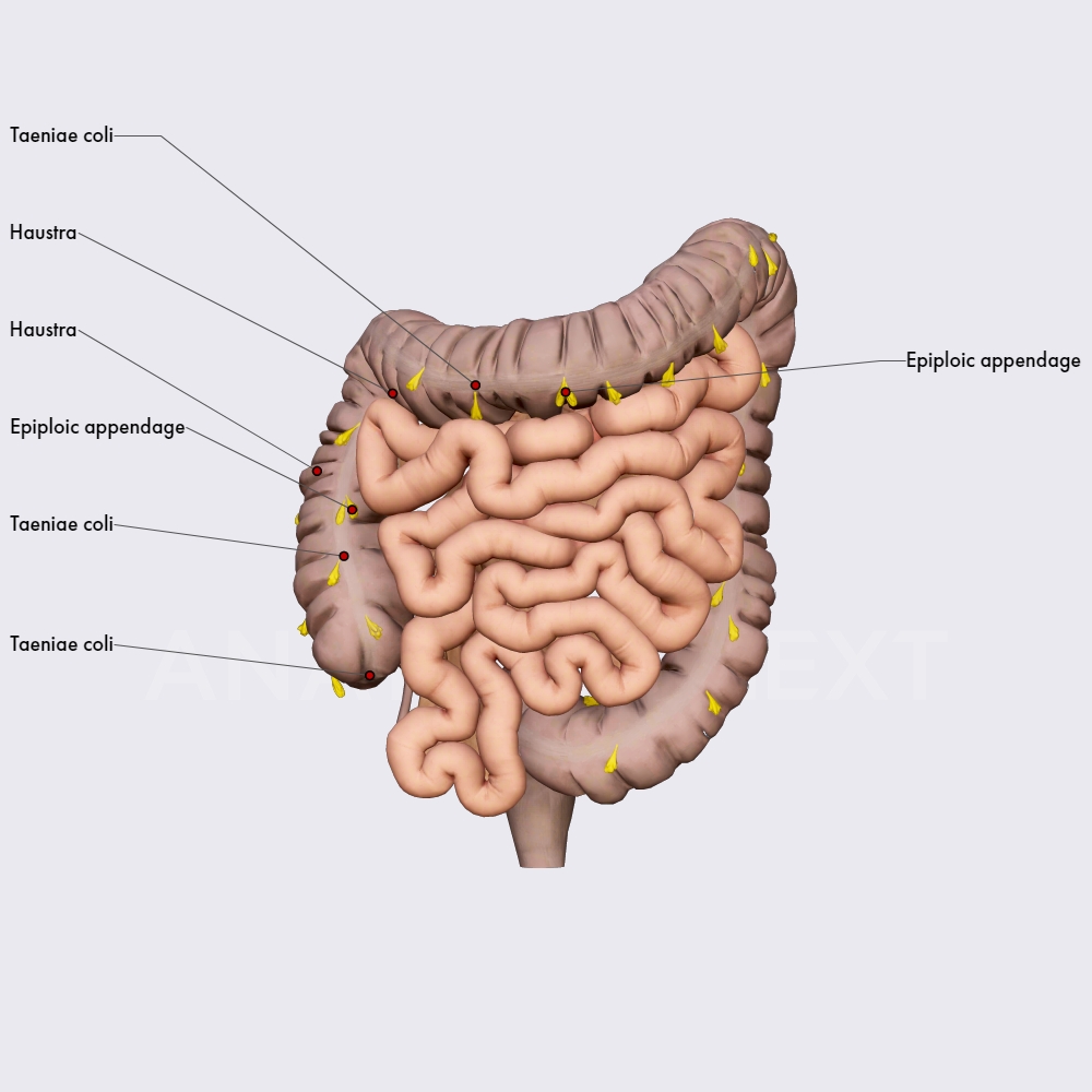 Features of the colon