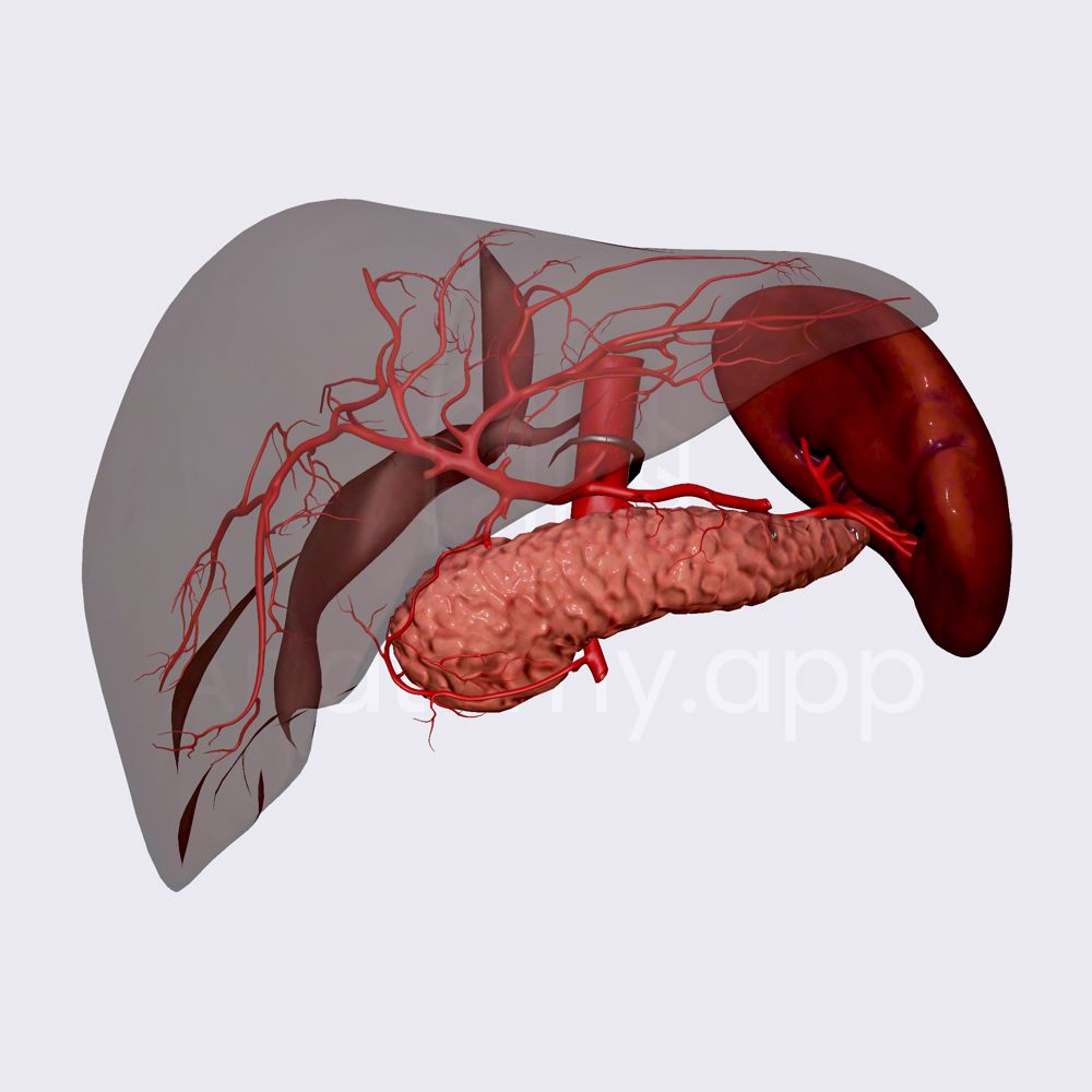 Arterial blood supply of liver