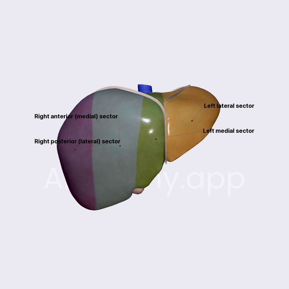 Liver sectors