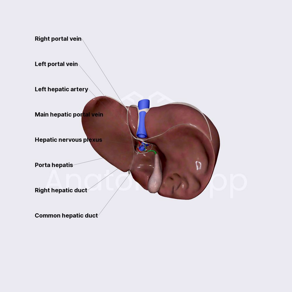 Porta hepatis