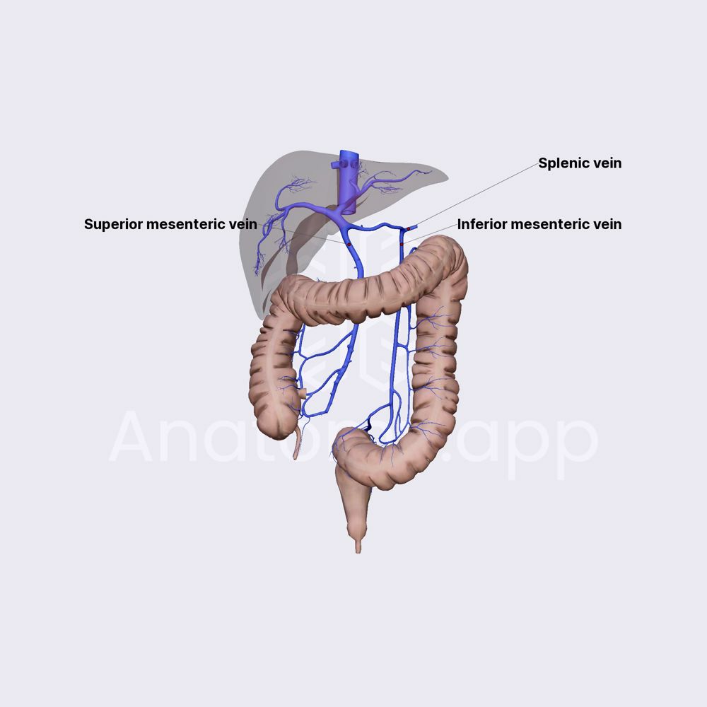 Portal venous system