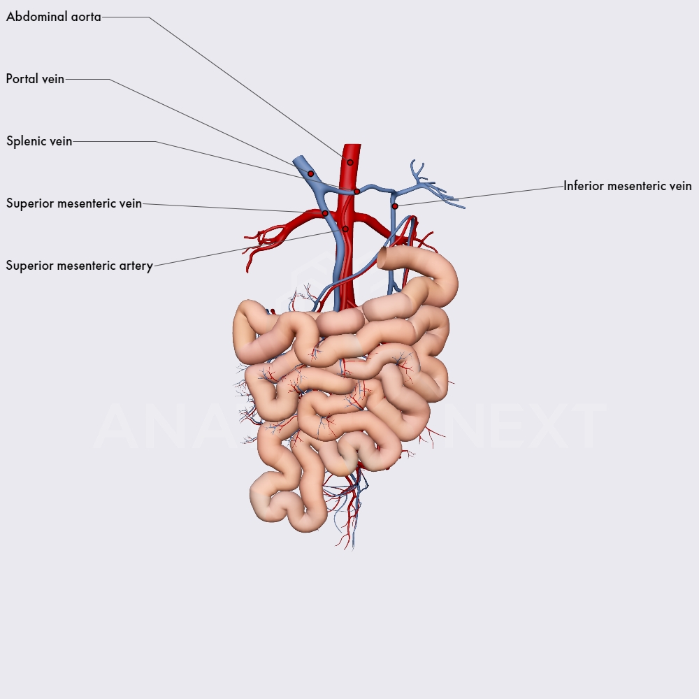Blood supply of the small intestines