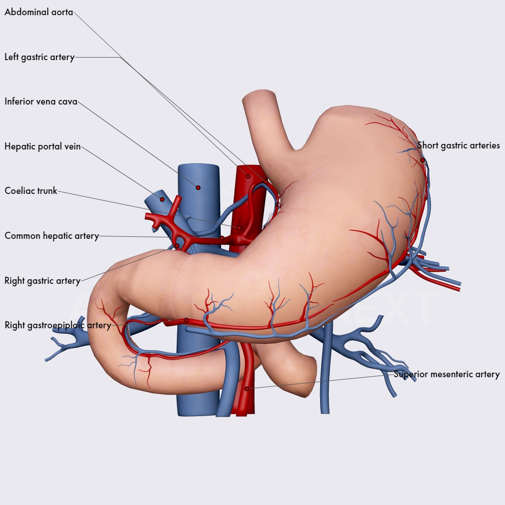 Blood supply of the stomach