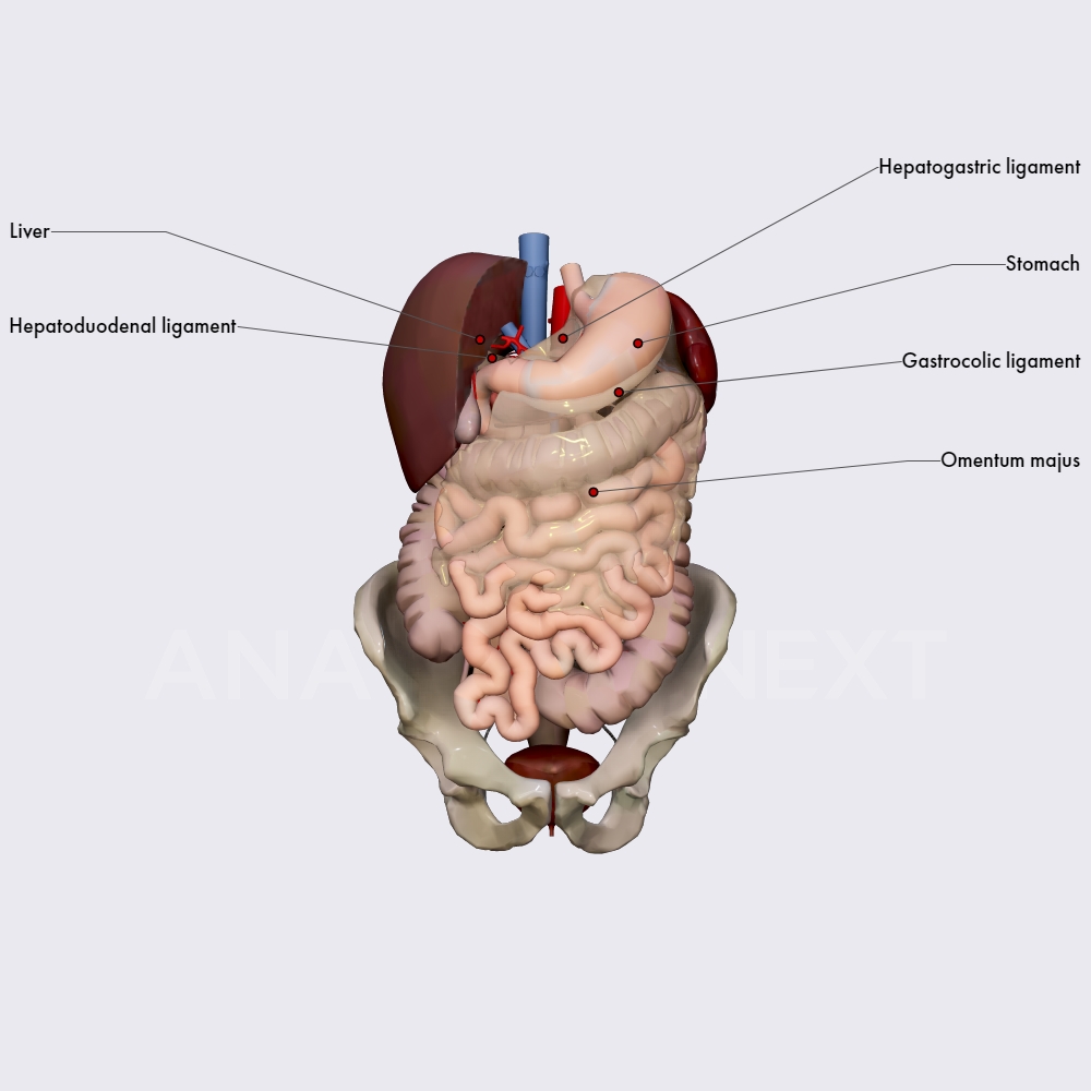 Location and relations of the stomach