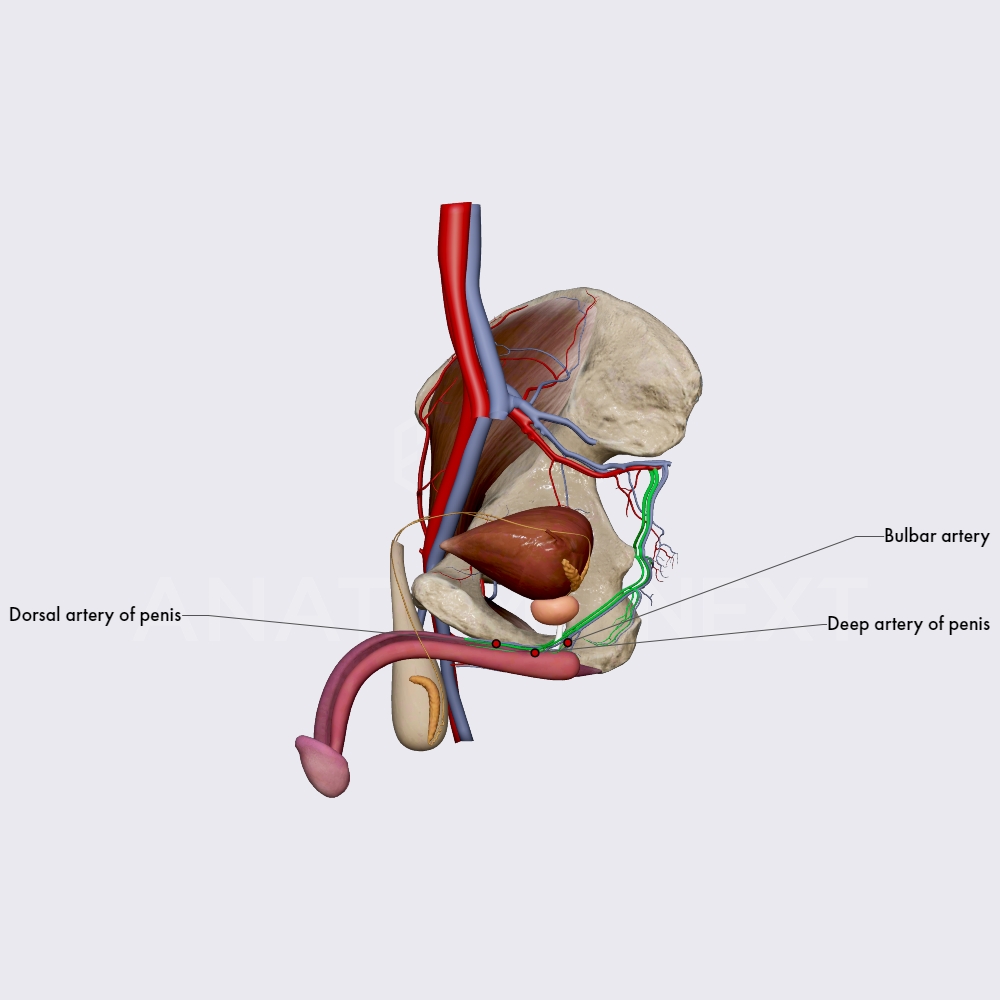 Blood supply of male external genital organs