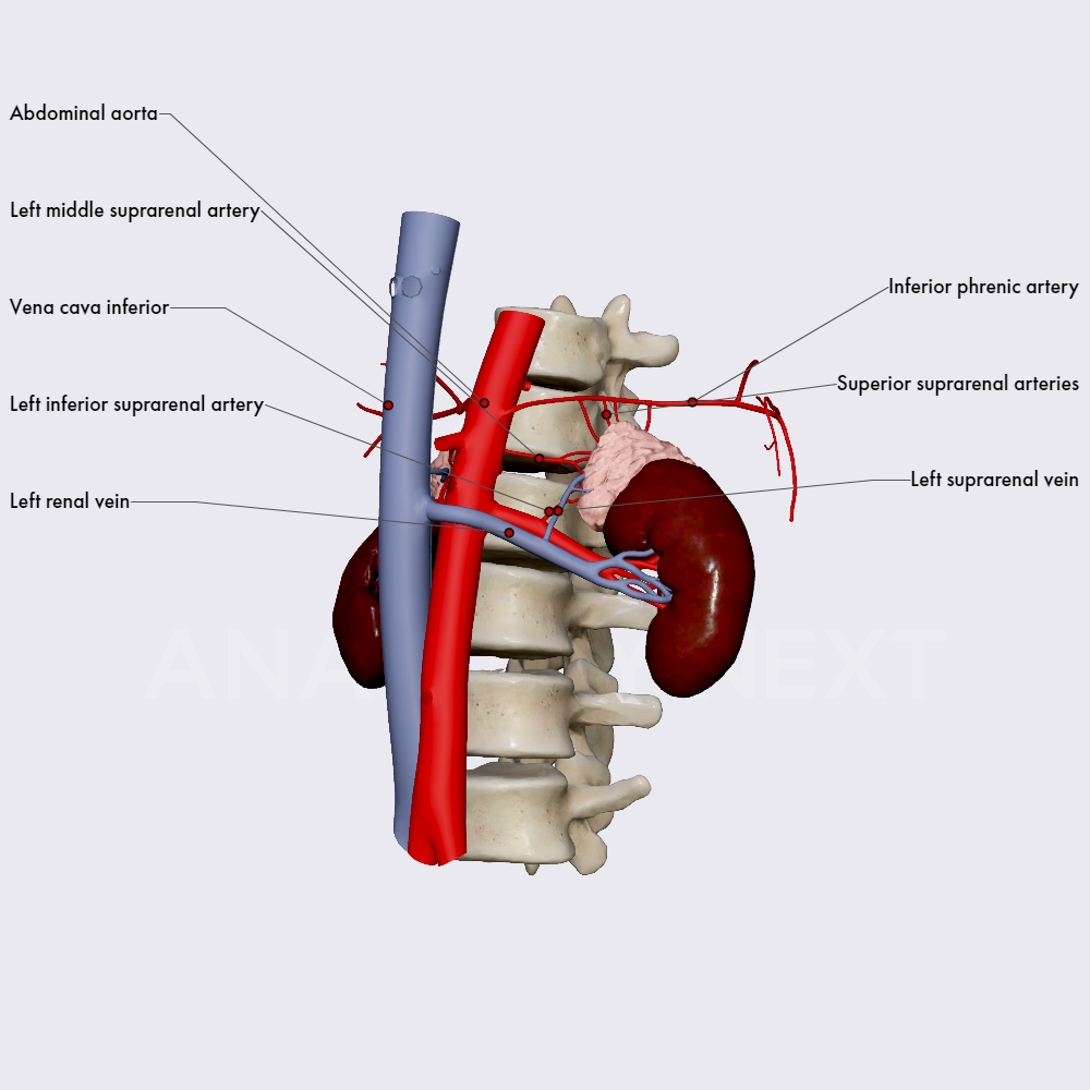 Blood supply and innervation of the adrenal glands