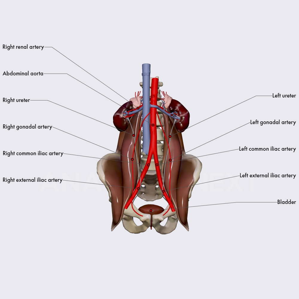 Blood supply of the ureters