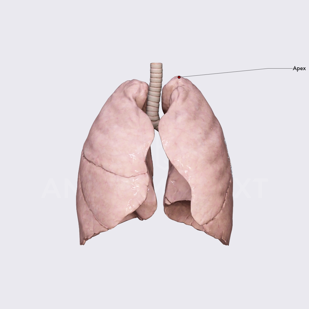 Gross anatomy of the lungs