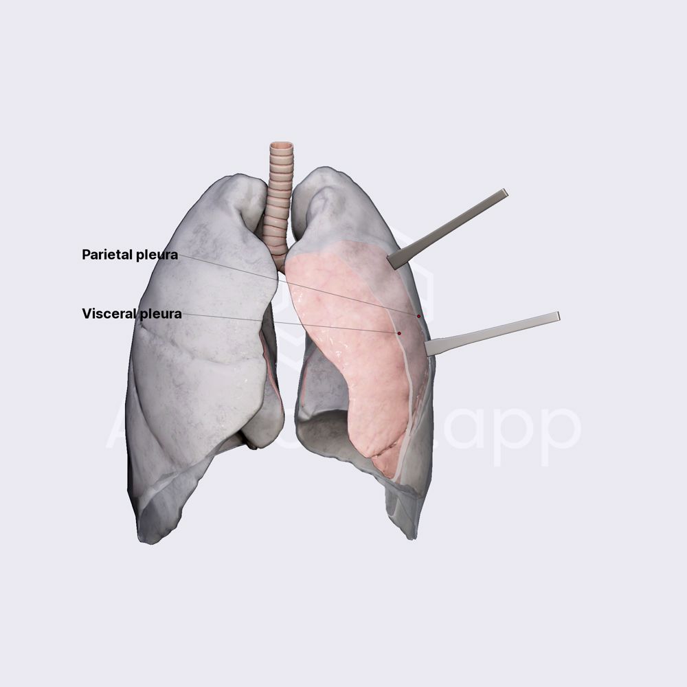Pleura
