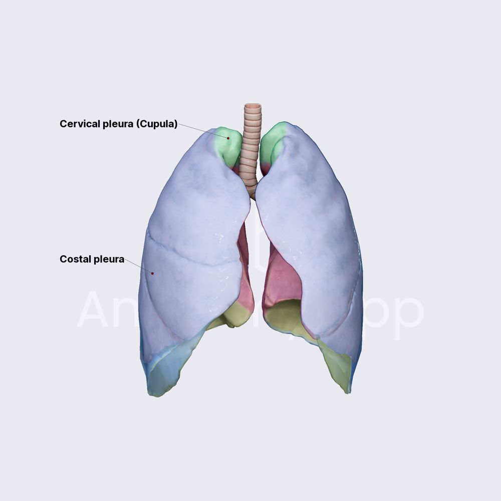 Parts of parietal pleura