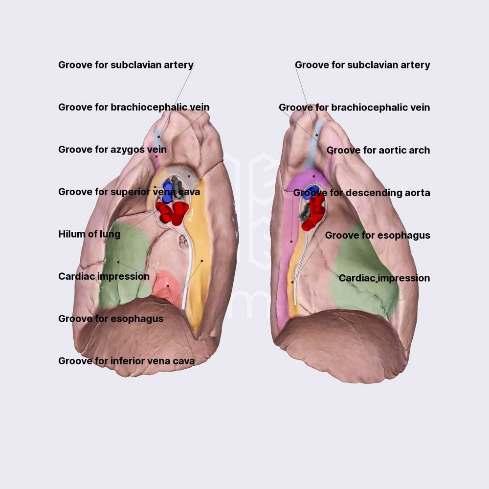 Impressions and grooves of medial surfaces