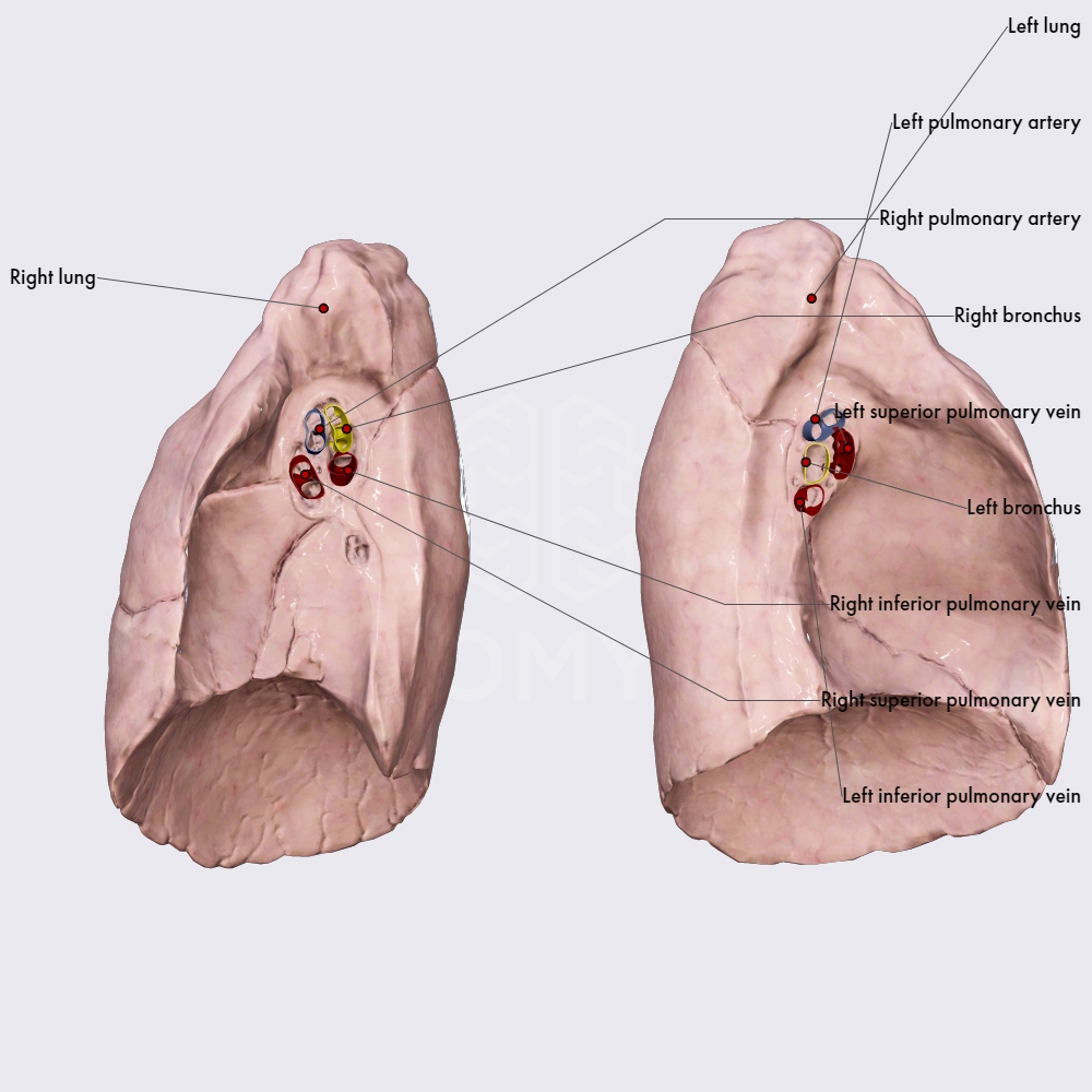 Hilum of lungs