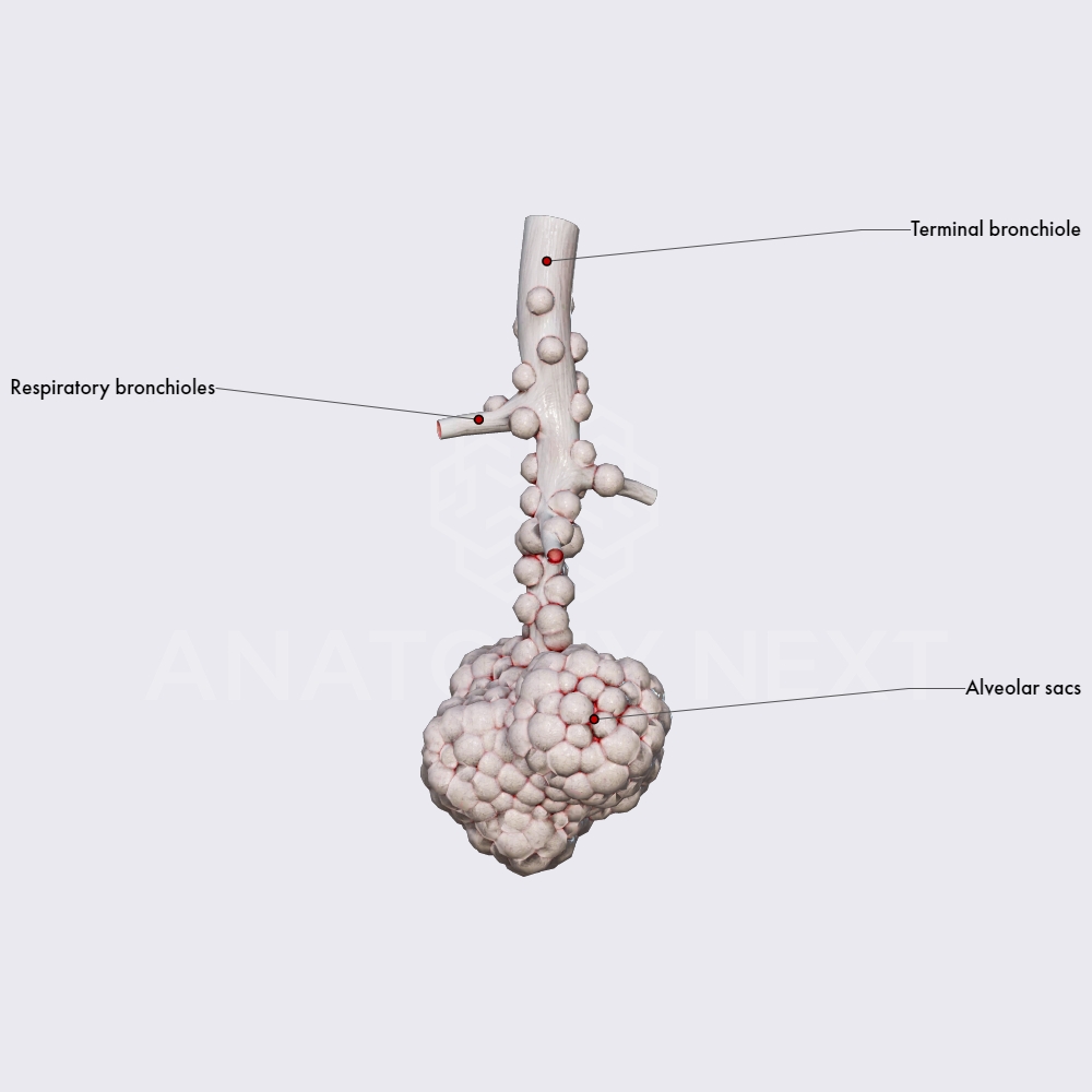 Pulmonary acinus and alveolar sacs