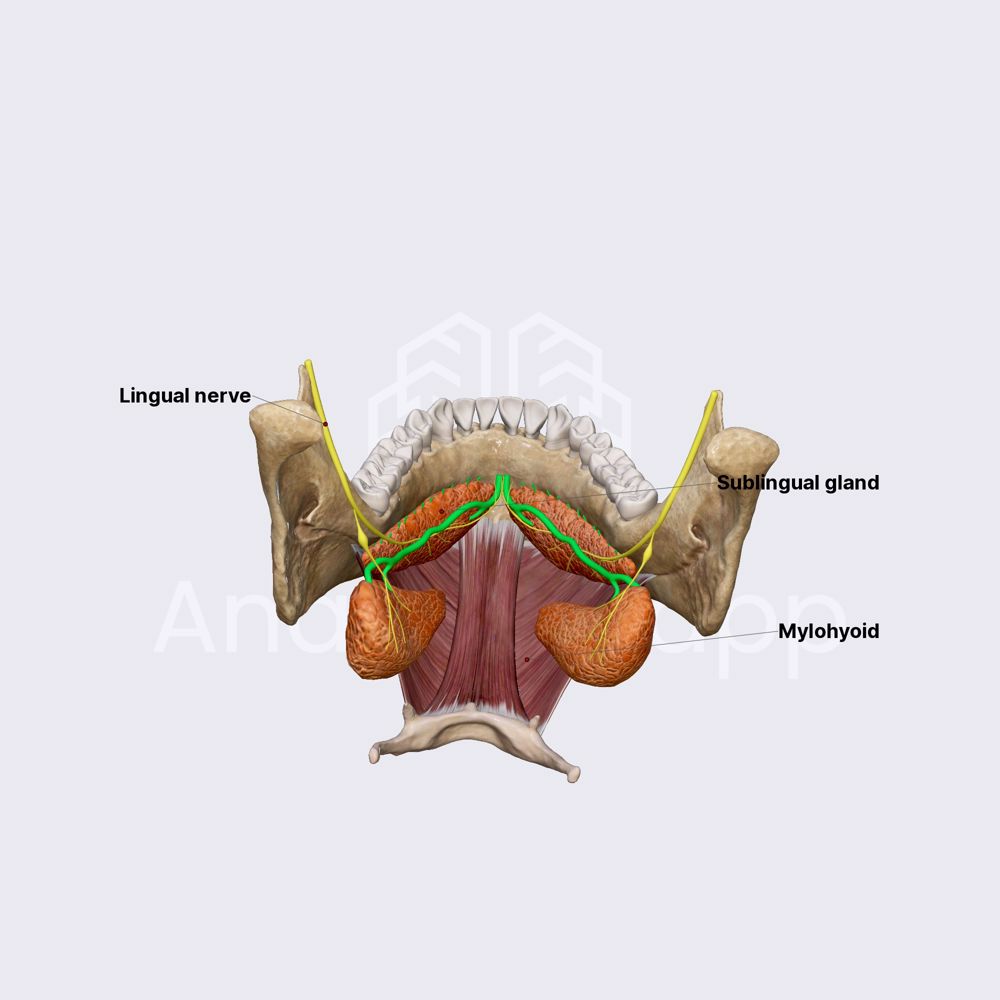 Sublingual gland