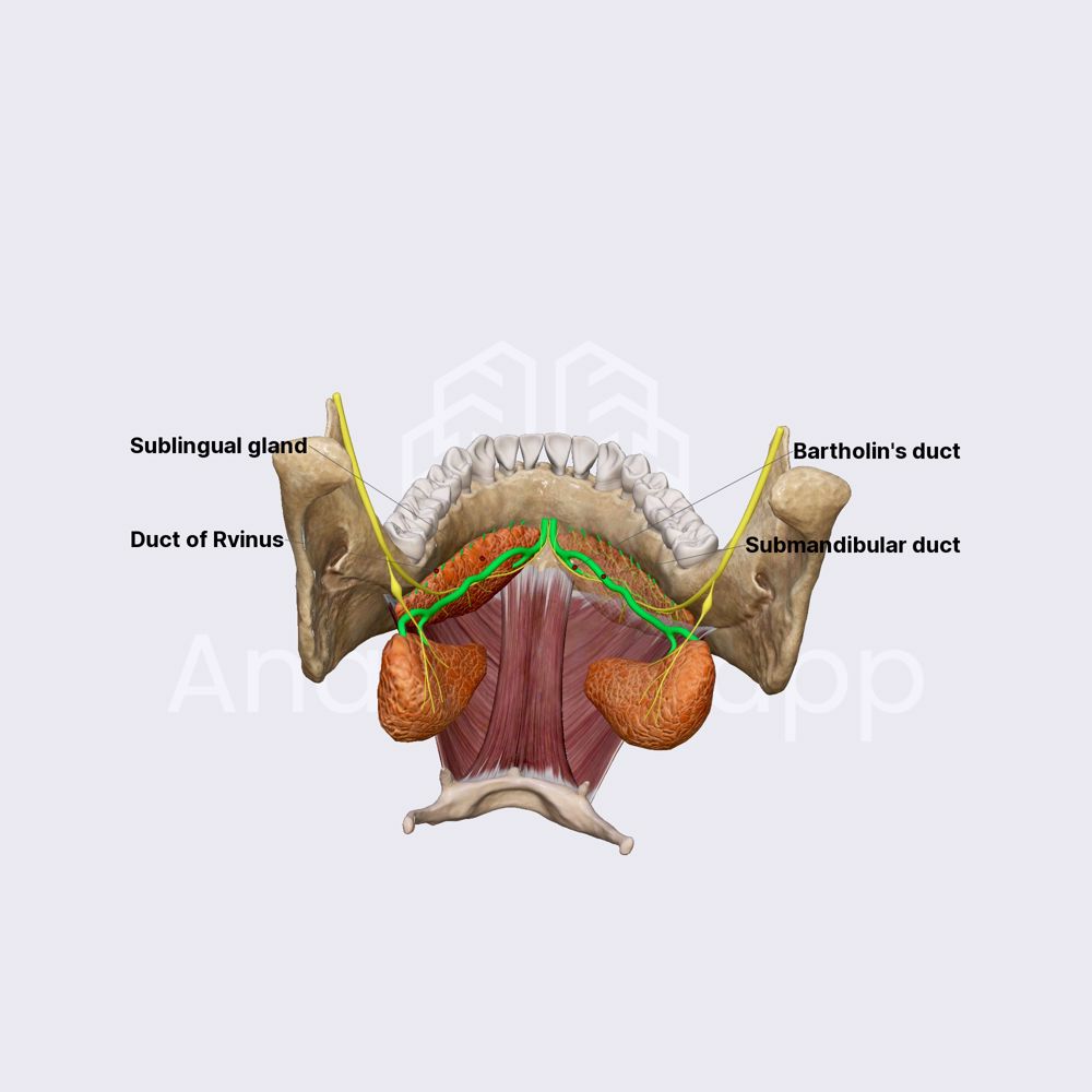 Sublingual ducts (Bartholin's duct and ducts of Rvinus)