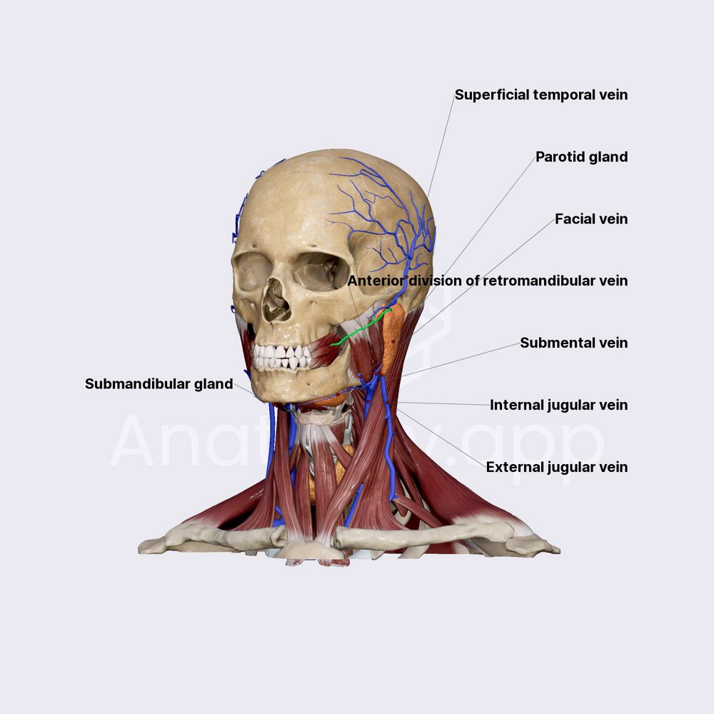 Venous drainage of salivary glands