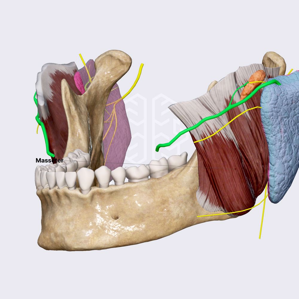Lobes of parotid gland