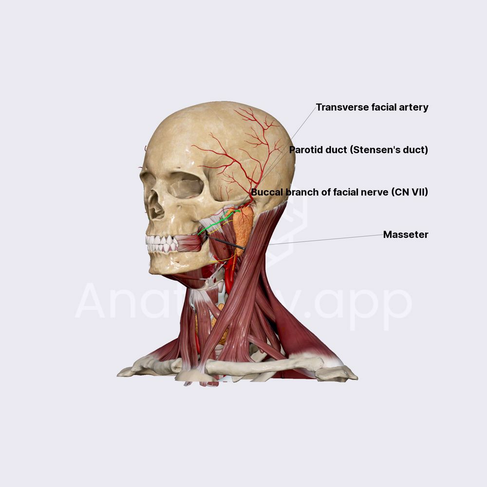 Parotid duct (Stensen's duct)