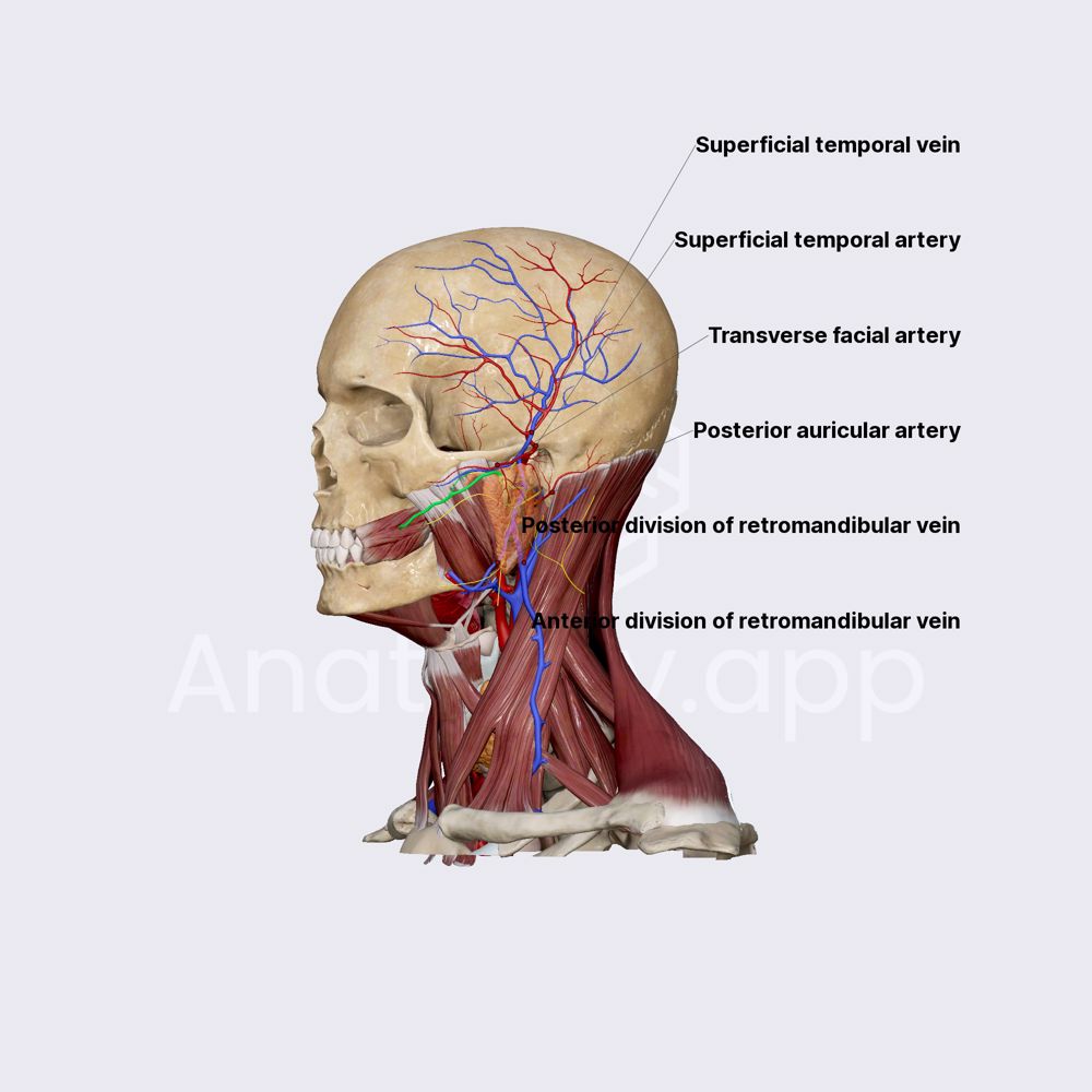 Parotid gland