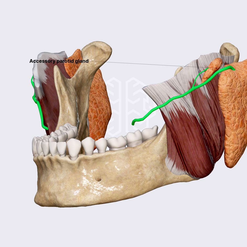 Accessory parotid gland