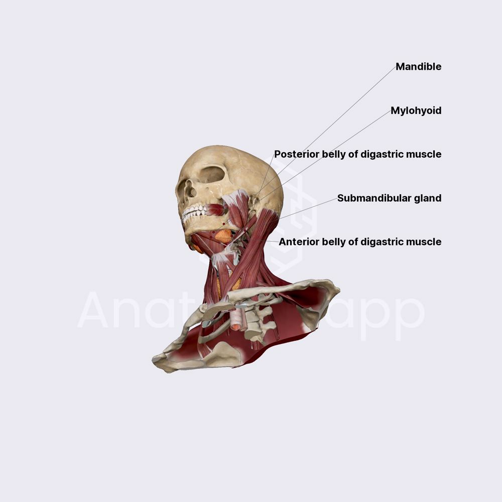 Submandibular gland